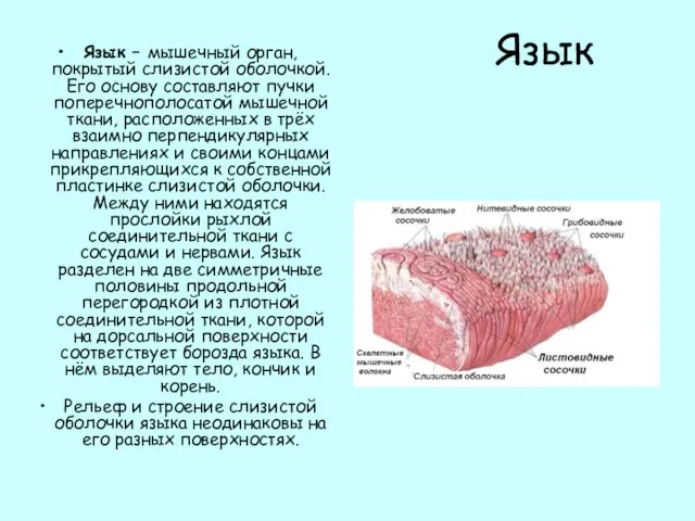 Язык Язык – мышечный орган, покрытый слизистой оболочкой. Его основу