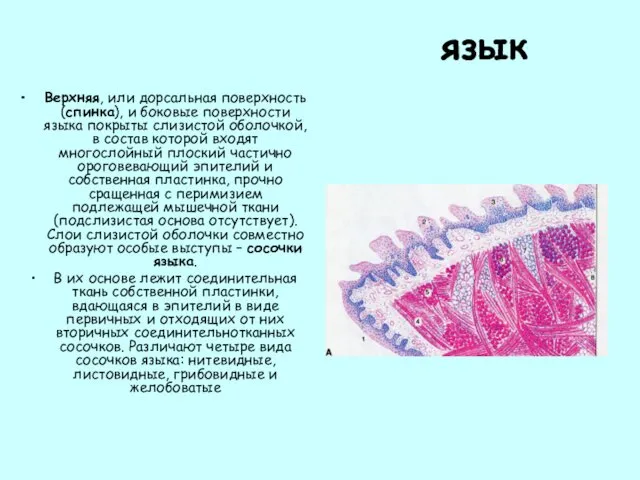 язык Верхняя, или дорсальная поверхность (спинка), и боковые поверхности языка