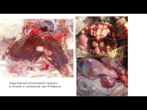 Нодулярный опухолевый процесс в печени и селезенке при б.Марека