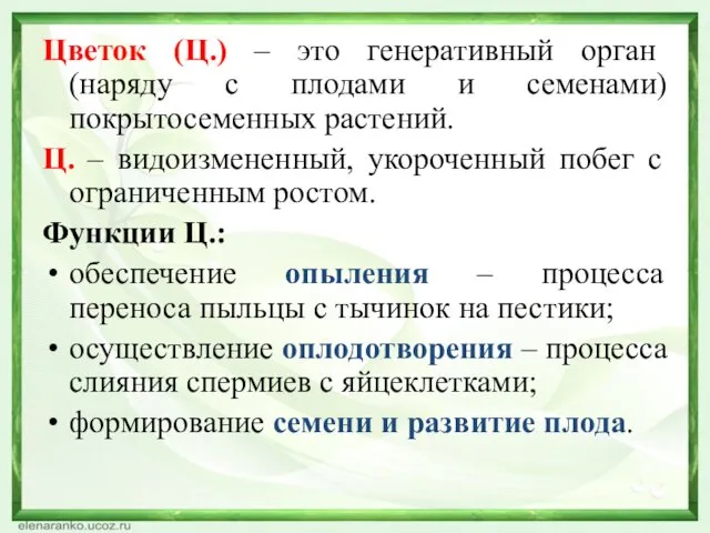 Цветок (Ц.) – это генеративный орган (наряду с плодами и