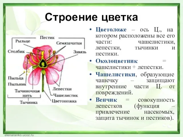 Строение цветка Цветоложе – ось Ц., на котором расположены все