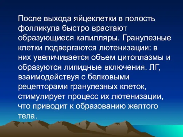 После выхода яйцеклетки в полость фолликула быстро врастают образующиеся капилляры.