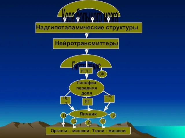 Кора большого мозга Надгипоталамические структуры Нейротрансмиттеры Гипоталамус РГЛГ ОК Гипофиз