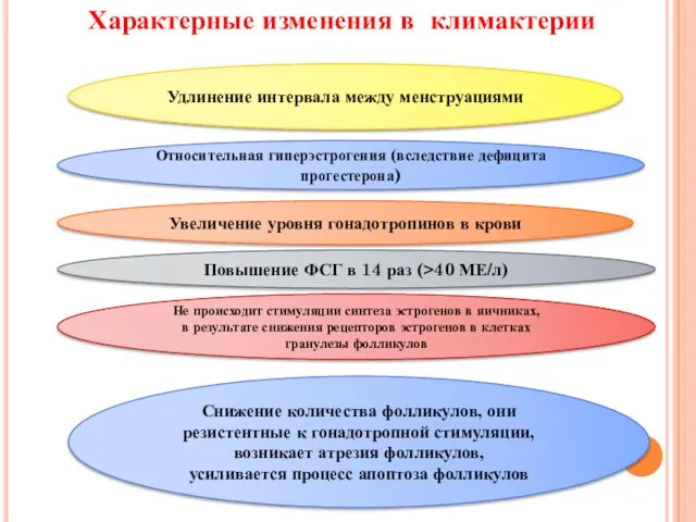 Характерные изменения в климактерии Удлинение интервала между менструациями Относительная гиперэстрогения