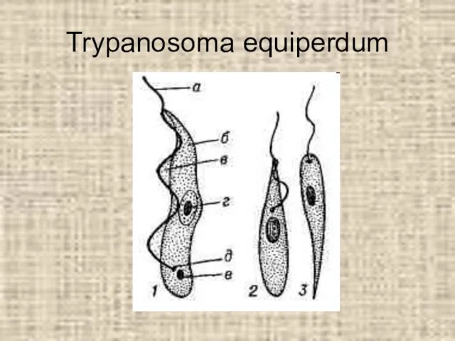 Trypanosoma equiperdum