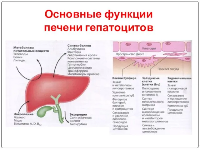 Основные функции печени гепатоцитов