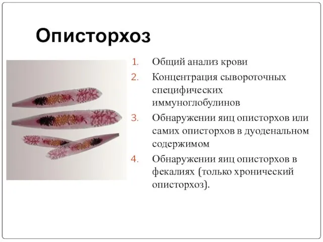 Описторхоз Общий анализ крови Концентрация сывороточных специфических иммуноглобулинов Обнаружении яиц