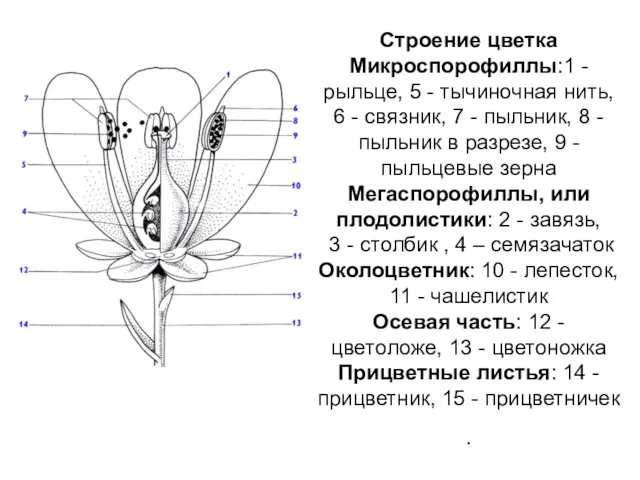 Строение цветка Микроспорофиллы:1 - рыльце, 5 - тычиночная нить, 6