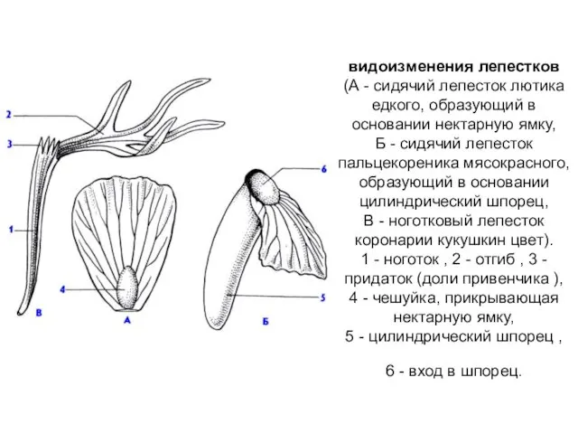 видоизменения лепестков (А - сидячий лепесток лютика едкого, образующий в