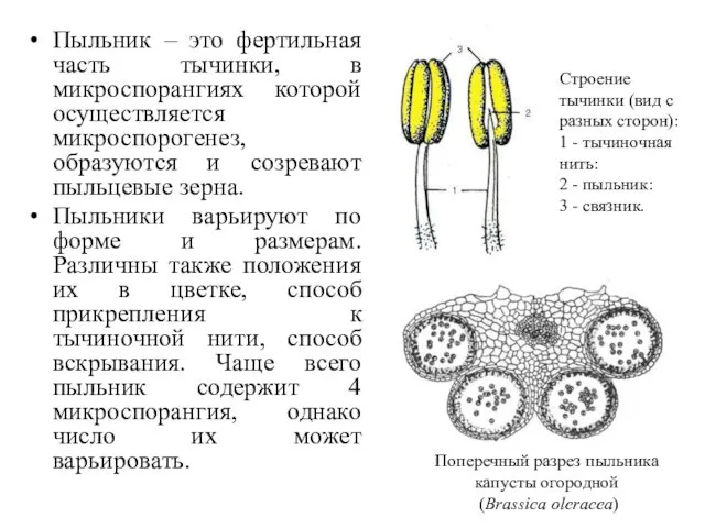 Пыльник – это фертильная часть тычинки, в микроспорангиях которой осуществляется