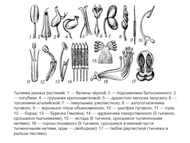 Тычинки разных растений: 1 — белены чёрной; 2 — подснежника