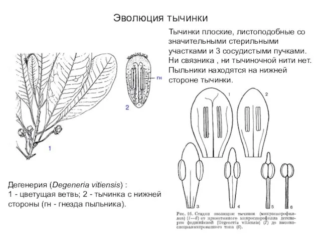 Эволюция тычинки Дегенерия (Degeneria vitiensis) : 1 - цветущая ветвь;
