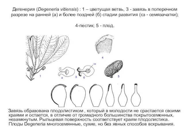 Дегенерия (Degeneria vitiensis) : 1 – цветущая ветвь, 3 -