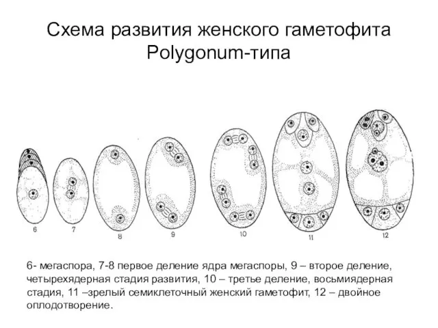 Схема развития женского гаметофита Polygonum-типа 6- мегаспора, 7-8 первое деление