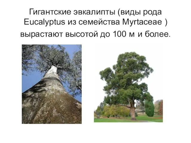 Гигантские эвкалипты (виды рода Eucalyptus из семейства Myrtaceae ) вырастают высотой до 100 м и более.