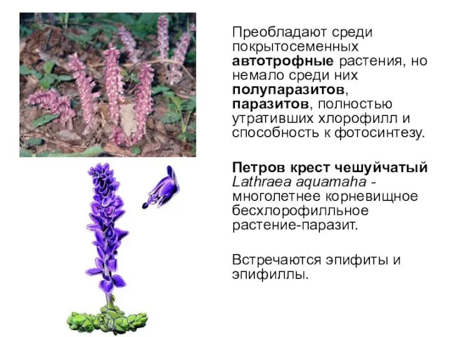 Преобладают среди покрытосеменных автотрофные растения, но немало среди них полупаразитов,