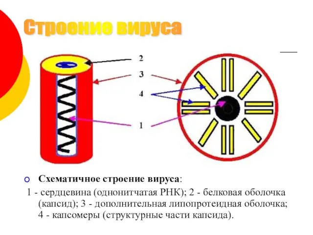 Схематичное строение вируса: 1 - сердцевина (однонитчатая РНК); 2 -