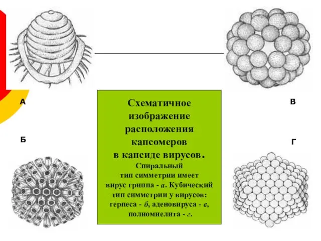 Схематичное изображение расположения капсомеров в капсиде вирусов. Спиральный тип симметрии имеет вирус гриппа