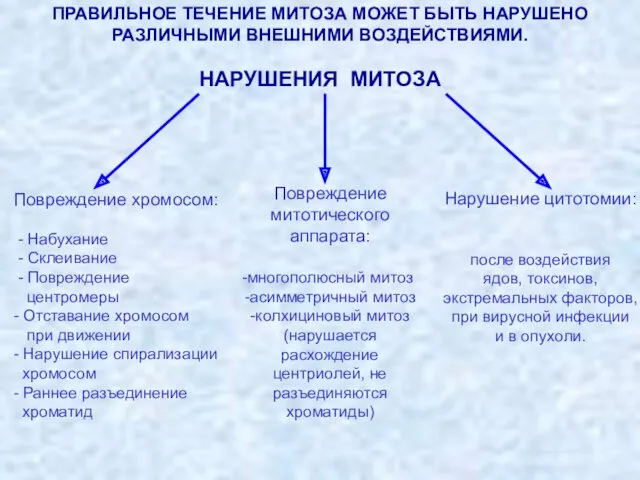 ПРАВИЛЬНОЕ ТЕЧЕНИЕ МИТОЗА МОЖЕТ БЫТЬ НАРУШЕНО РАЗЛИЧНЫМИ ВНЕШНИМИ ВОЗДЕЙСТВИЯМИ. НАРУШЕНИЯ