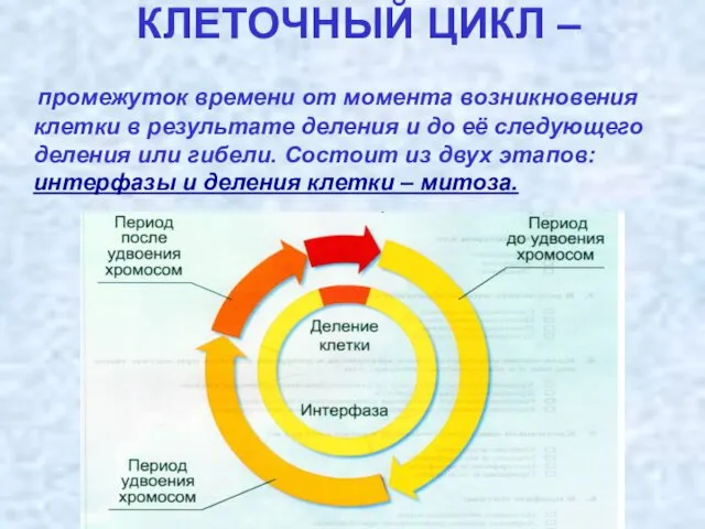 КЛЕТОЧНЫЙ ЦИКЛ – промежуток времени от момента возникновения клетки в