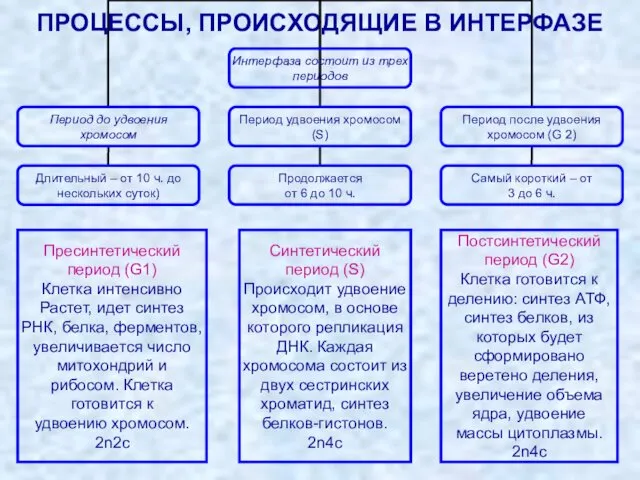 ПРОЦЕССЫ, ПРОИСХОДЯЩИЕ В ИНТЕРФАЗЕ Пресинтетический период (G1) Клетка интенсивно Растет,