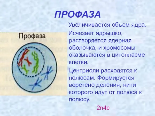 ПРОФАЗА - Увеличивается объем ядра. - Исчезает ядрышко, растворяется ядерная