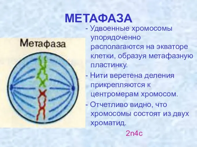 МЕТАФАЗА - Удвоенные хромосомы упорядоченно располагаются на экваторе клетки, образуя