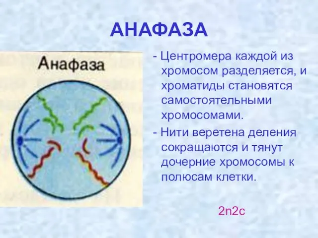 АНАФАЗА - Центромера каждой из хромосом разделяется, и хроматиды становятся