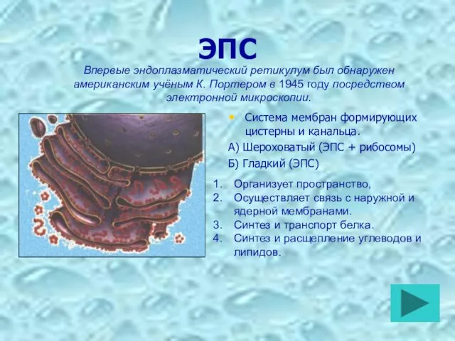 ЭПС Система мембран формирующих цистерны и канальца. А) Шероховатый (ЭПС