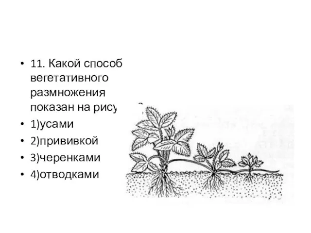 11. Какой способ вегетативного размножения показан на рисунке? 1)усами 2)прививкой 3)черенками 4)отводками