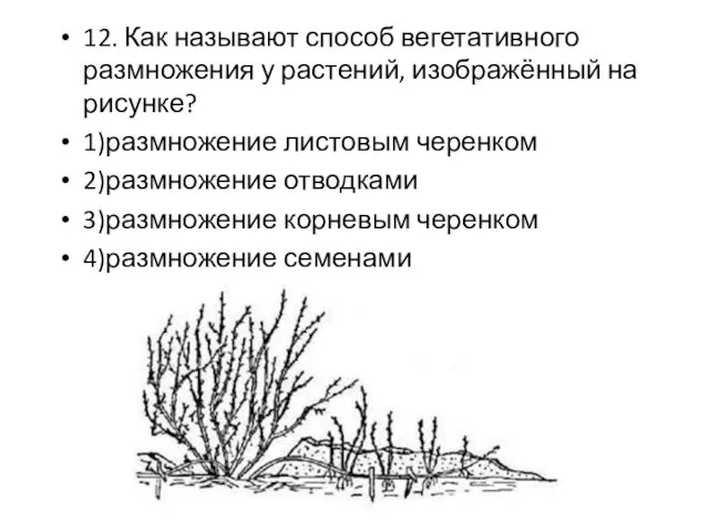 12. Как называют способ вегетативного размножения у растений, изображённый на