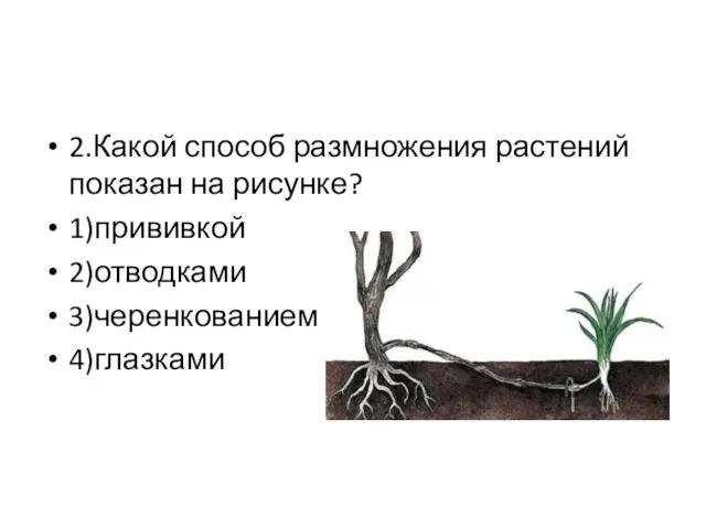 2.Какой способ размножения растений показан на рисунке? 1)прививкой 2)отводками 3)черенкованием 4)глазками