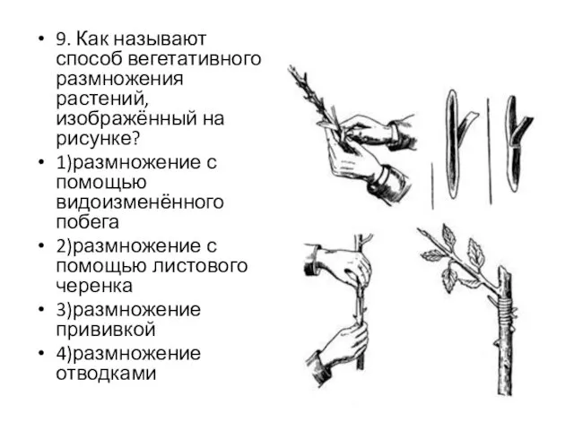 9. Как называют способ вегетативного размножения растений, изображённый на рисунке?