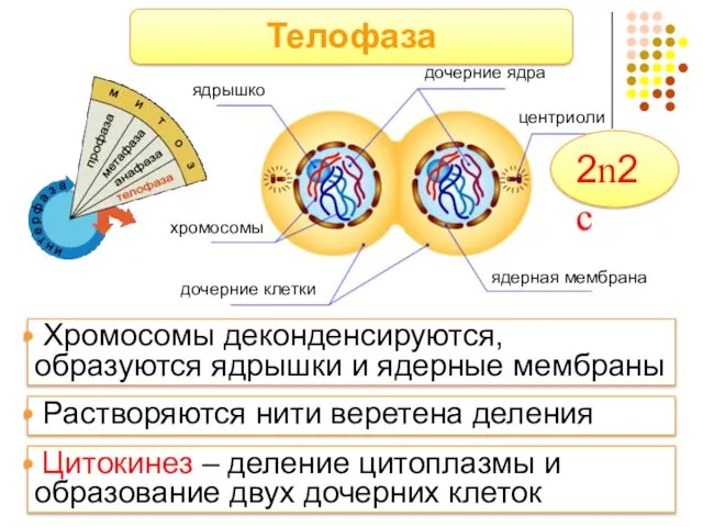 Телофаза ядрышко дочерние ядра центриоли ядерная мембрана хромосомы дочерние клетки