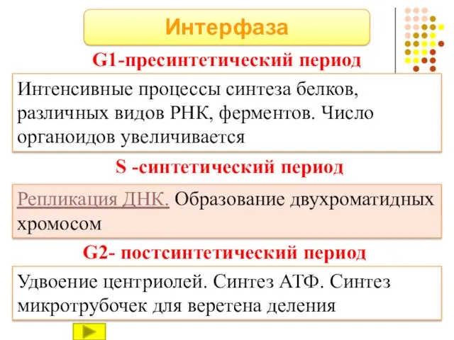 Интерфаза G1-пресинтетический период Интенсивные процессы синтеза белков, различных видов РНК,