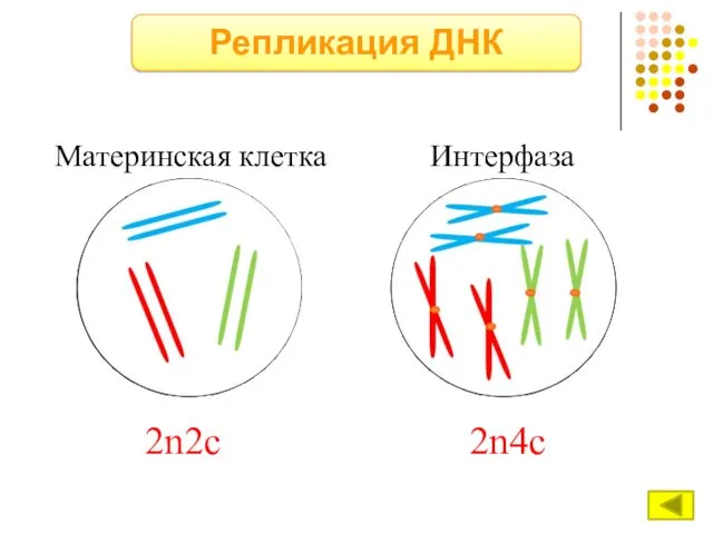 Репликация ДНК Материнская клетка Интерфаза 2n2c 2n4c