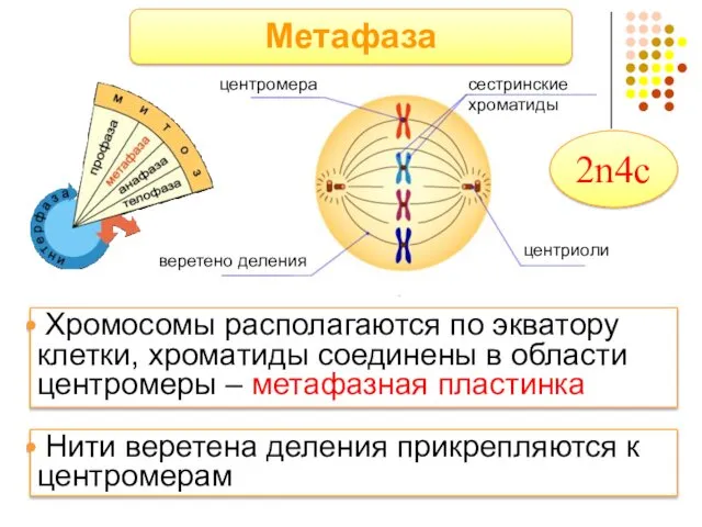 Метафаза центромера сестринские хроматиды центриоли веретено деления Хромосомы располагаются по