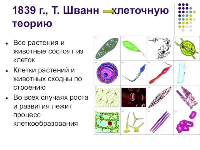 1839 г., Т. Шванн клеточную теорию Все растения и животные