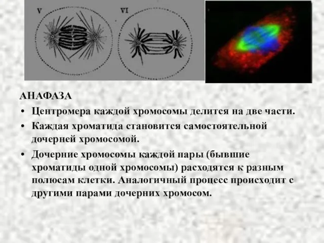 АНАФАЗА Центромера каждой хромосомы делится на две части. Каждая хроматида