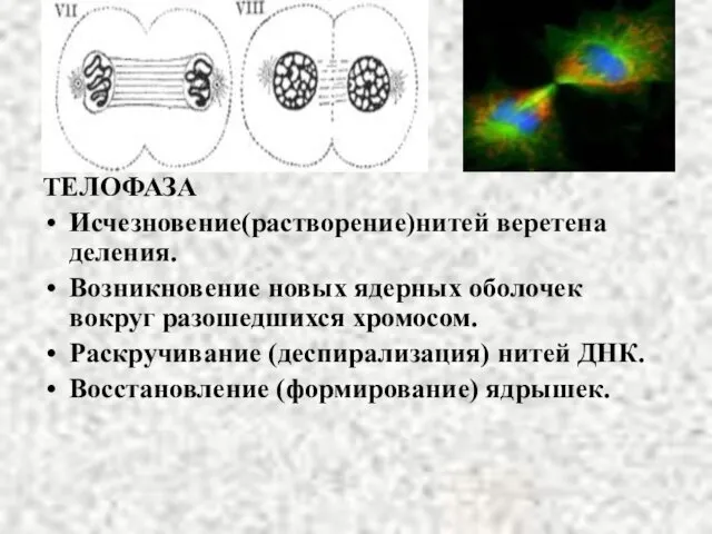 ТЕЛОФАЗА Исчезновение(растворение)нитей веретена деления. Возникновение новых ядерных оболочек вокруг разошедшихся