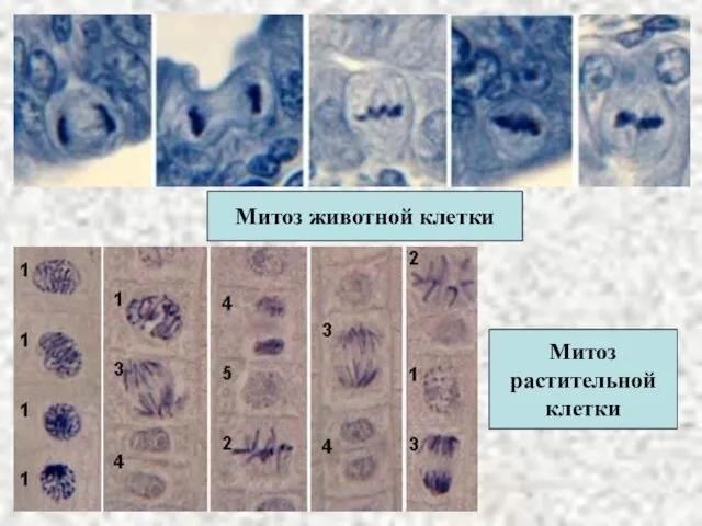 Митоз животной клетки Митоз растительной клетки