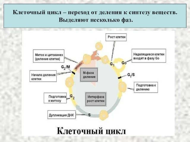 Клеточный цикл – переход от деления к синтезу веществ. Выделяют несколько фаз.