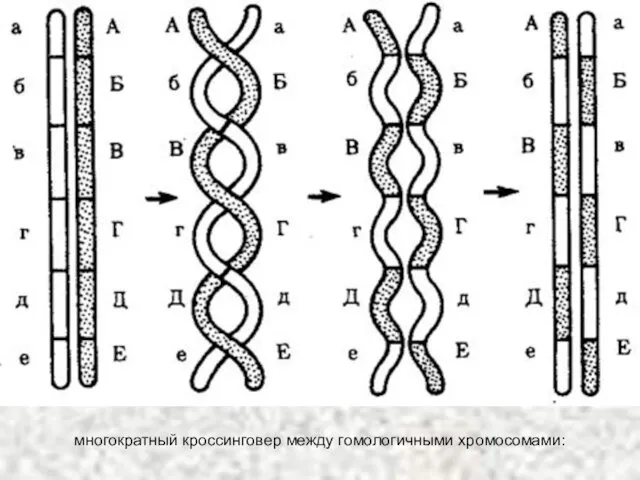 многократный кроссинговер между гомологичными хромосомами:
