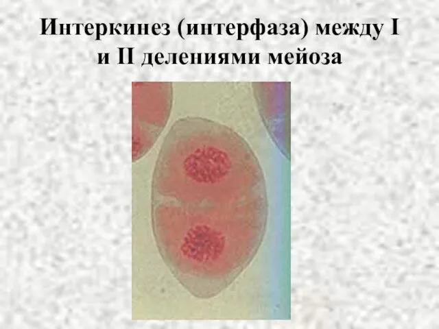 Интеркинез (интерфаза) между I и II делениями мейоза