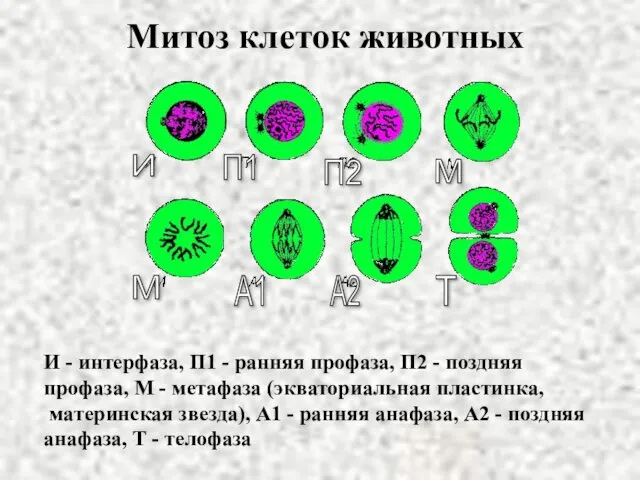 Митоз клеток животных И - интерфаза, П1 - ранняя профаза,