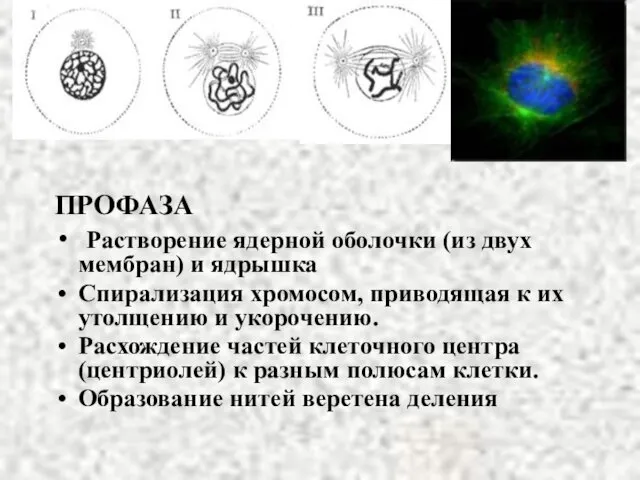 ПРОФАЗА Растворение ядерной оболочки (из двух мембран) и ядрышка Спирализация