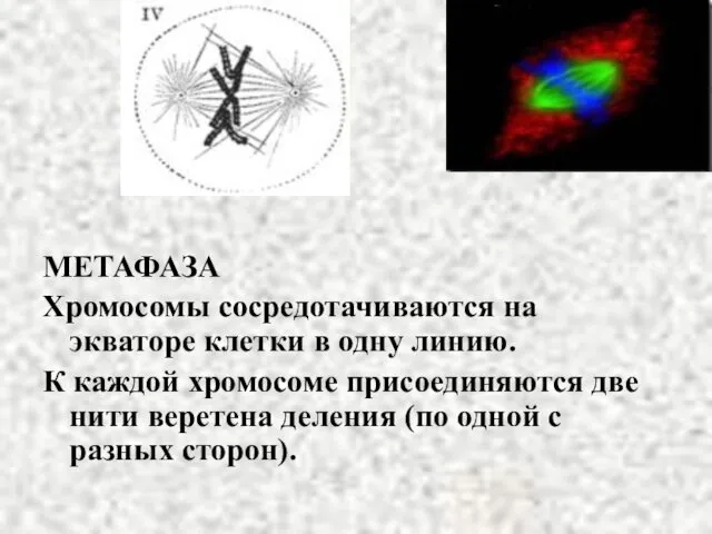 МЕТАФАЗА Хромосомы сосредотачиваются на экваторе клетки в одну линию. К