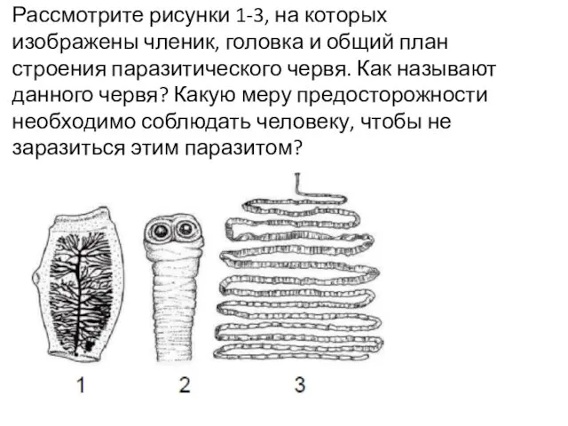 Рассмотрите рисунки 1-3, на которых изображены членик, головка и общий план строения паразитического
