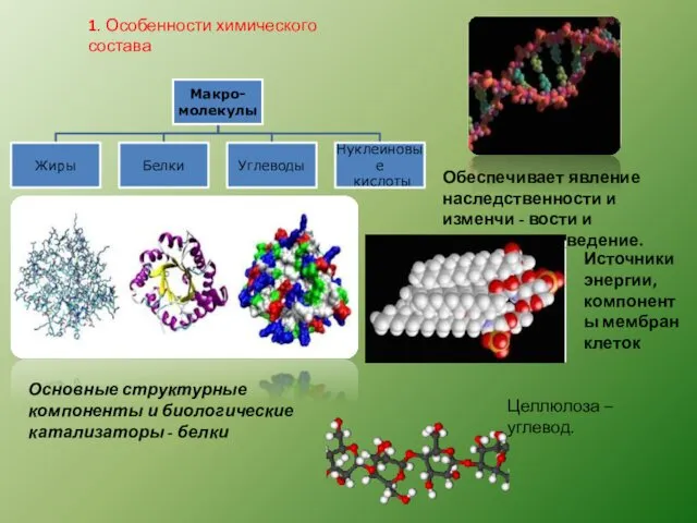 1. Особенности химического состава Обеспечивает явление наследственности и изменчи -