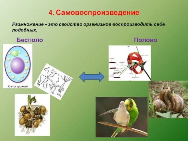 4. Самовоспроизведение Размножение – это свойство организмов воспроизводить себе подобных. Бесполое Половое